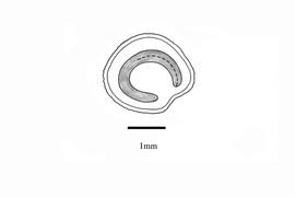   Embryo:   Solanum torvum ; Illustration by K. Parker, Kirkbride et al. (2006)
